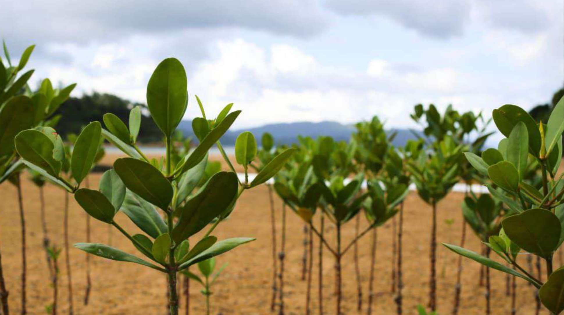 Potensi Investasi Ekosistem Mangrove di Aceh Tamiang
