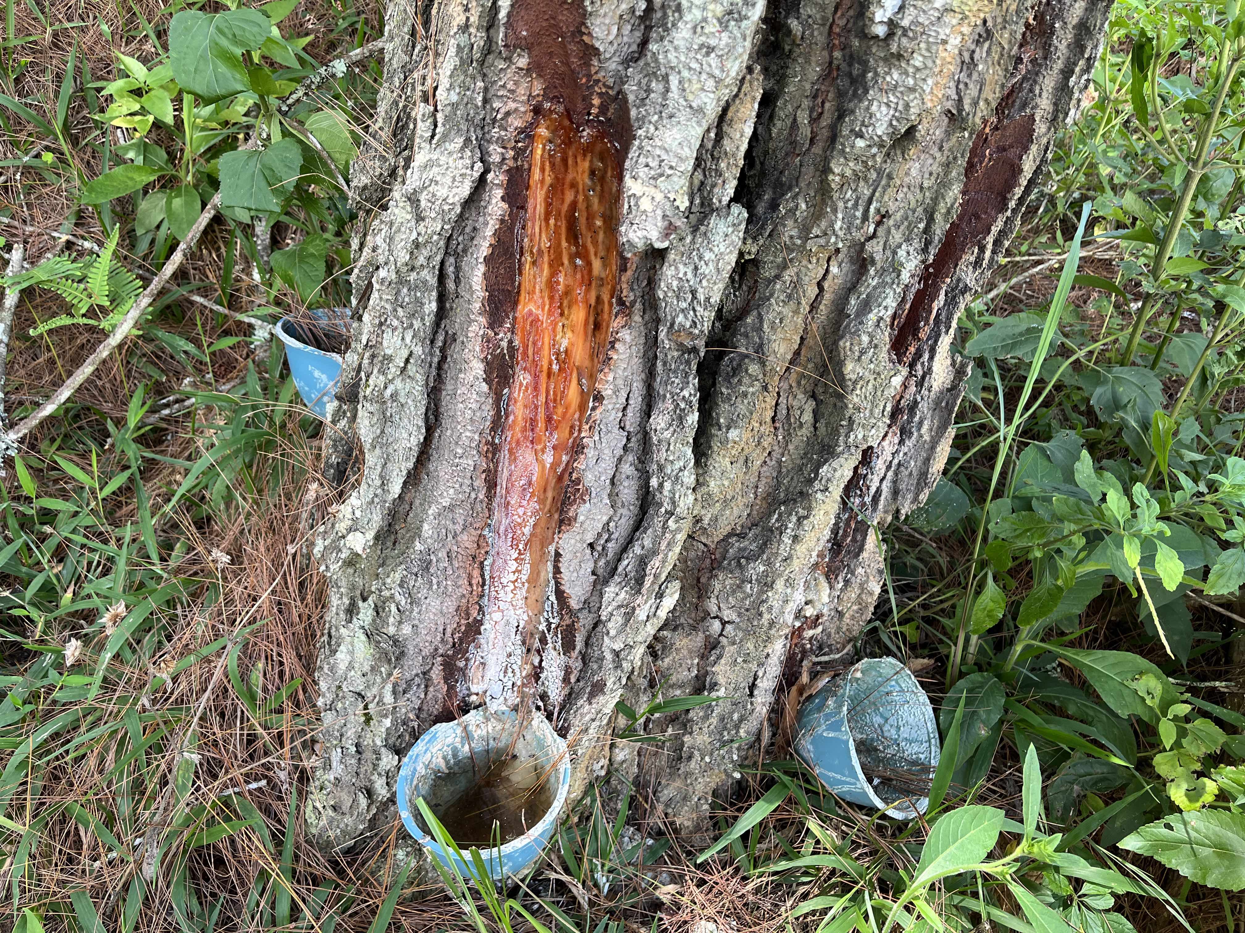 Potensi Penyulingan Minyak Serai Modern dan Pengolahan Getah Pinus di Gayo Lues 