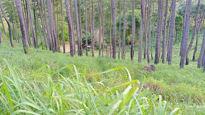 Potensi Serai Wangi Aceh: Sebuah Peluang Investasi Menjanjikan