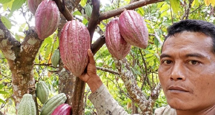 Quality and Flavor of Aceh's Cocoa